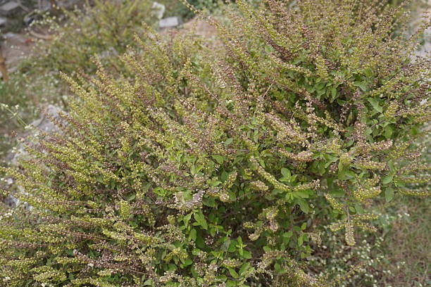 Flourish Naturally The Art of Herbal Garden Self-Care